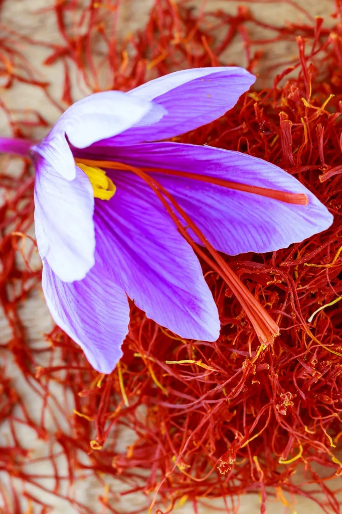 how to grow saffron
