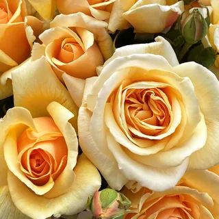 Bruce&rsquo;s Dream bare-rooted roses