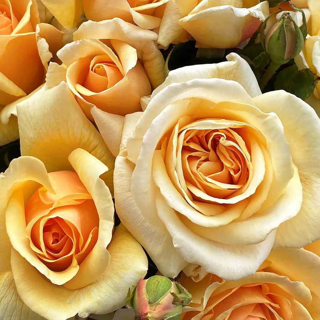 The Secret to Pruning Roses: Avoid These 5 Mistakes