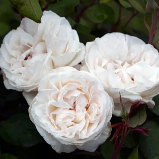 Mariangela bare-rooted roses