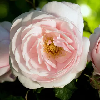 Nahema bare-rooted roses