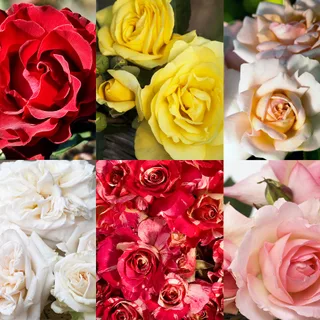 Collection of 6 French bare-rooted roses