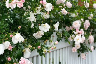 Why bare-rooted roses are a top choice for beginner gardeners