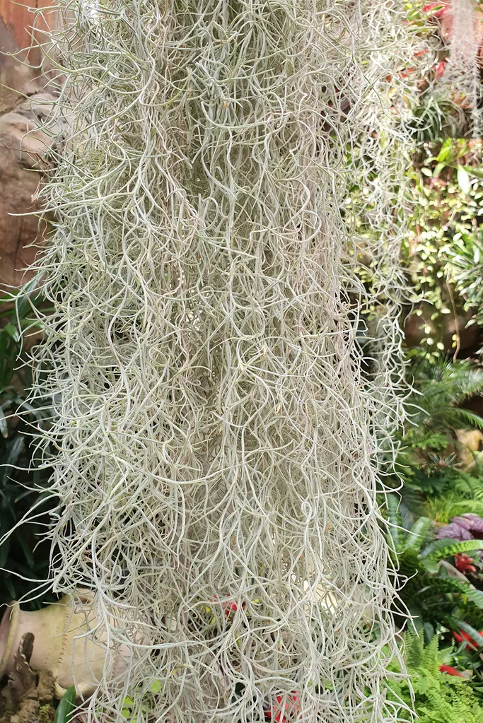 Close-up shot of Spanish moss
