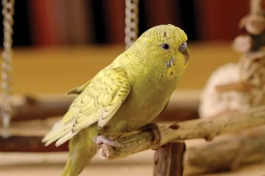 Dr Harry helps a budgie with health issues