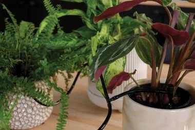 Tips and tricks to keep your indoor plants looking lush and full of life