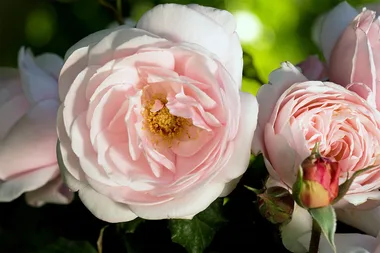 How to plant bare root roses