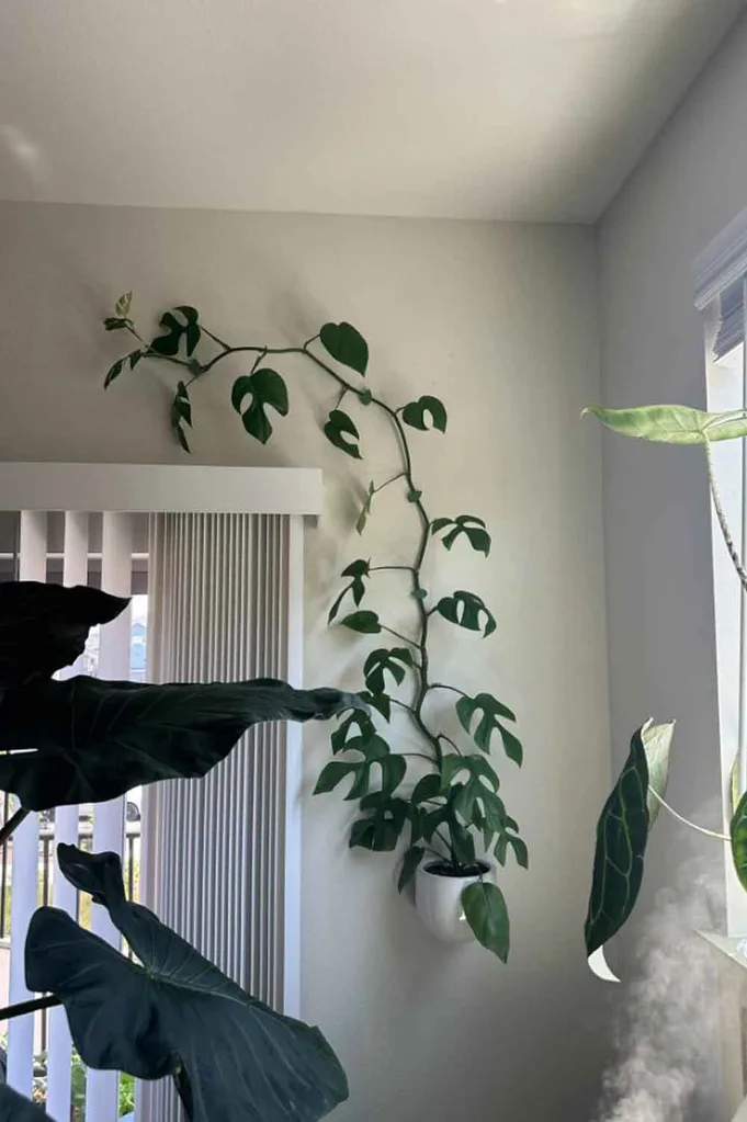 mini monstera wall climbing