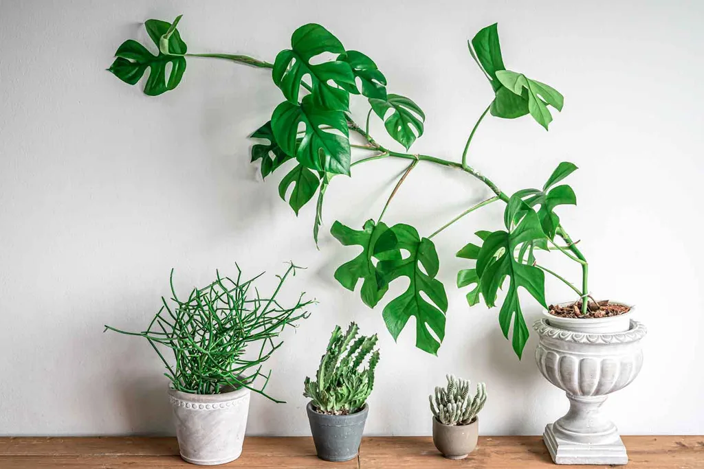 mini monstera wall climbing