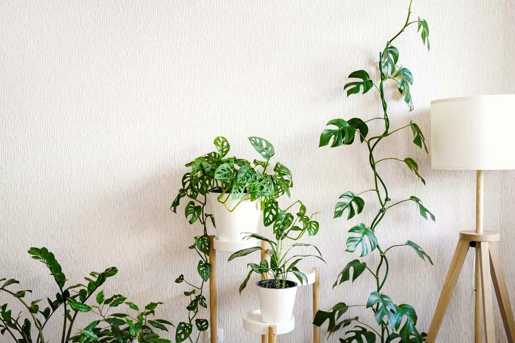 climbing plant mini monstera