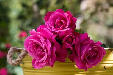 This is why you shouldn’t buy potted roses