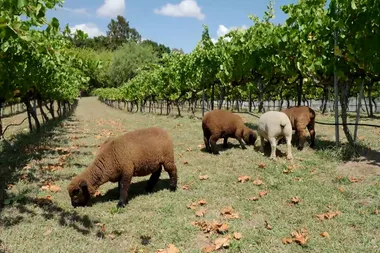 Dr Harry visits a boutique vineyard in Canberra that should be on everyone’s to-do list