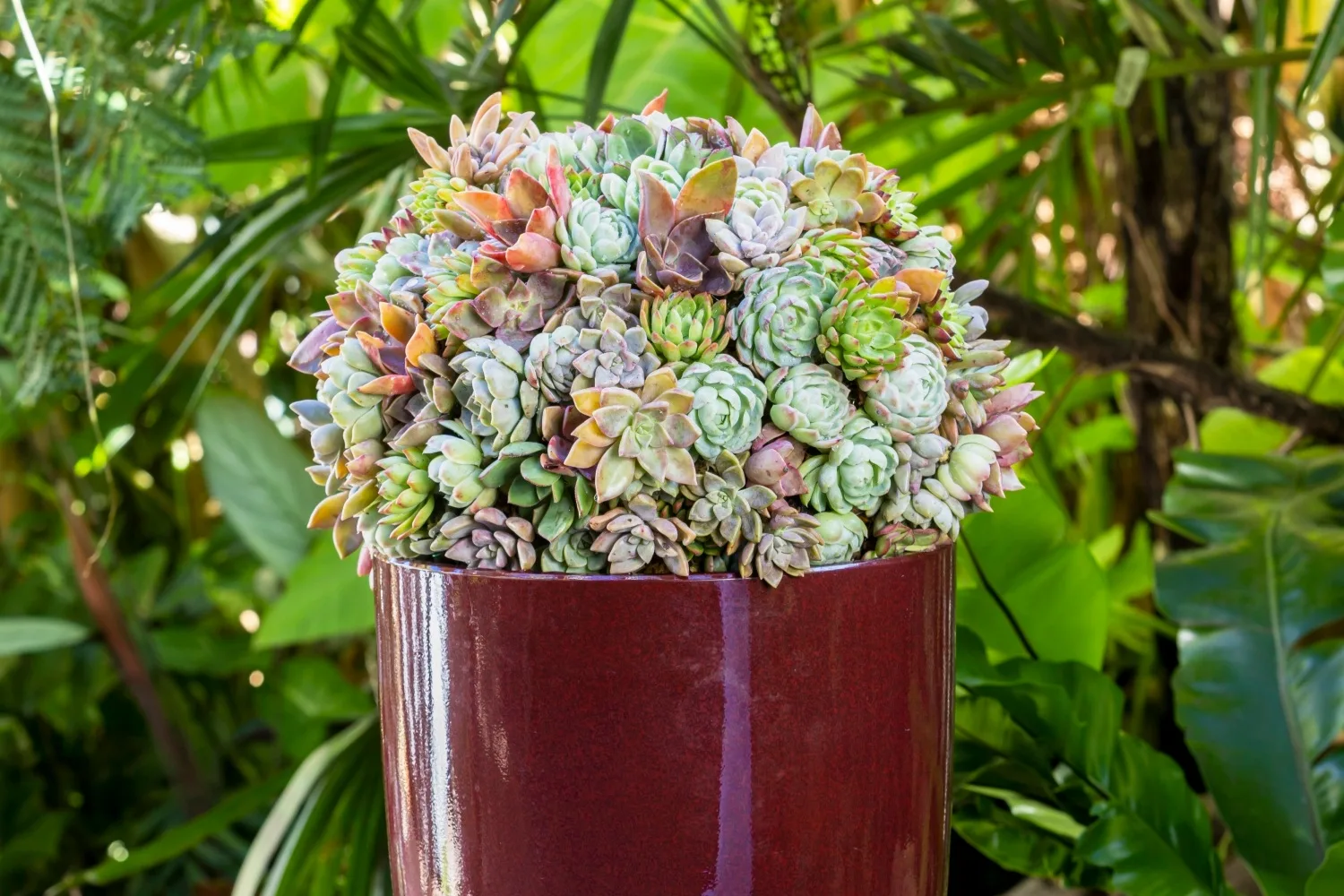 How to make a succulent topiary-style ball