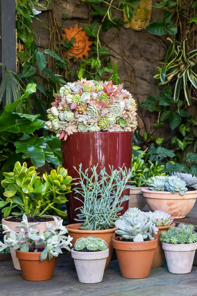 succulents