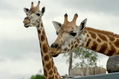 Dr Harry visits the new Sydney zoo