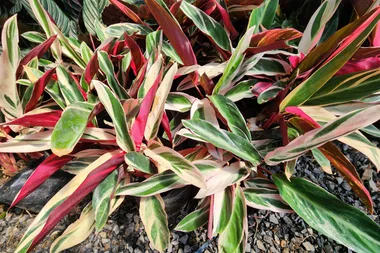 Top tips for keeping your ctenanthe plant happy and healthy