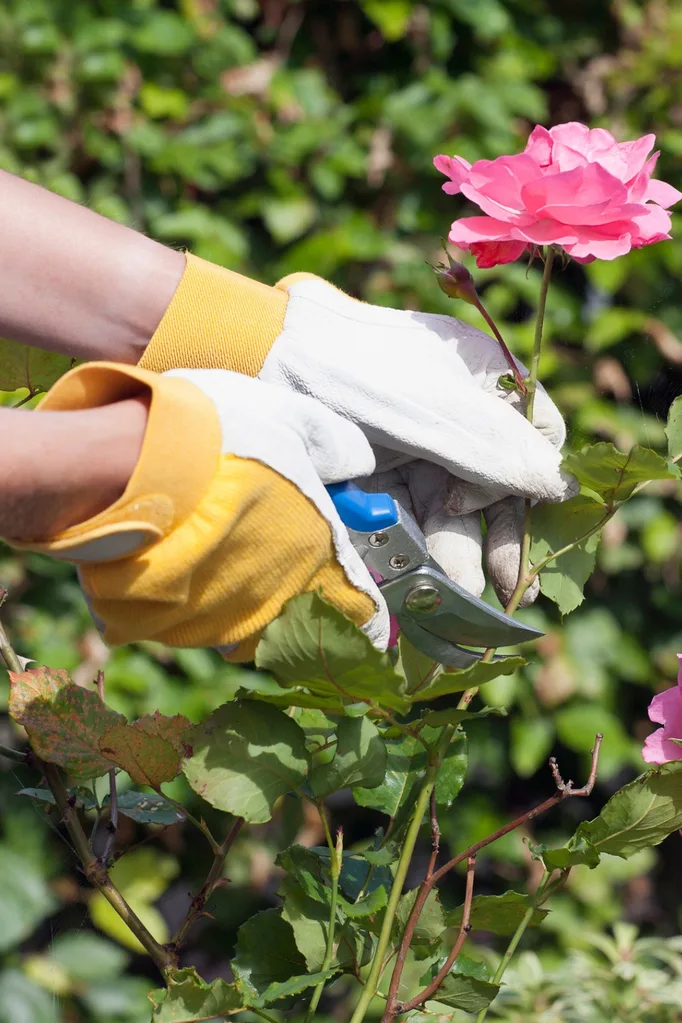 rose pruning mistakes