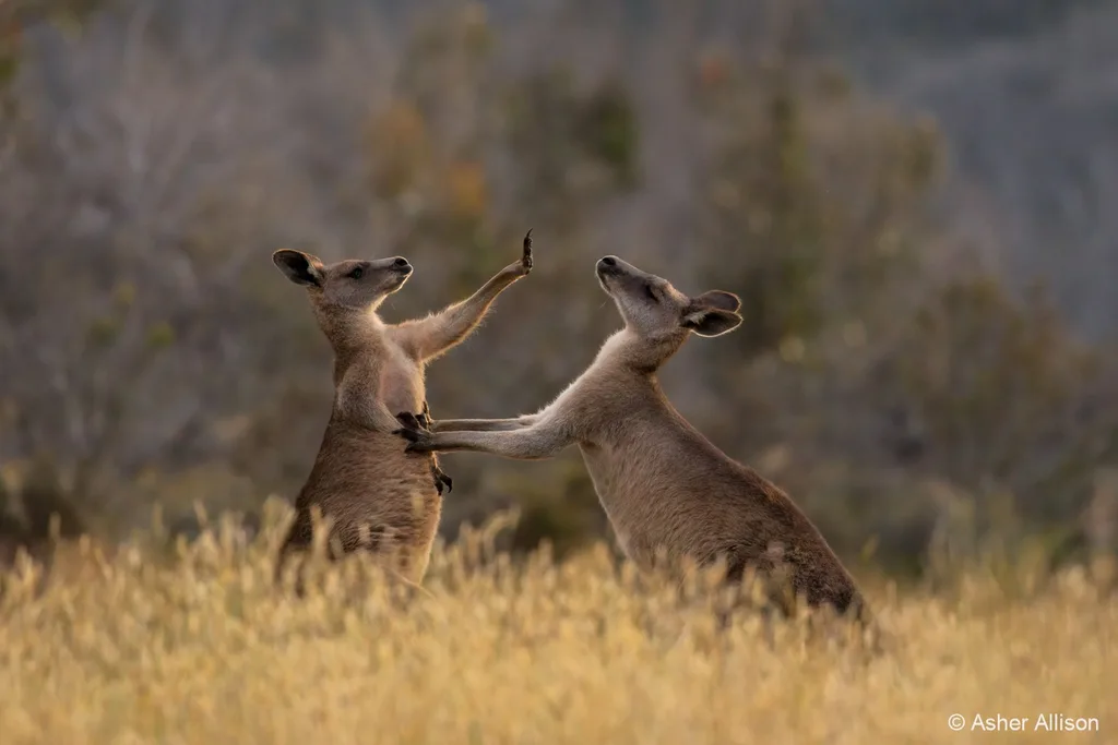 Australian geographic nature photogpraher of the year
