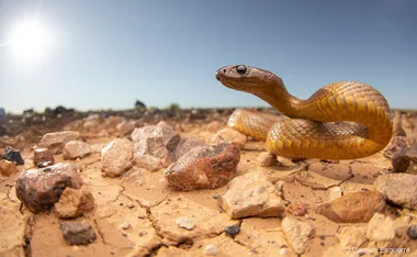 australian georgraph nature photographer of the year
