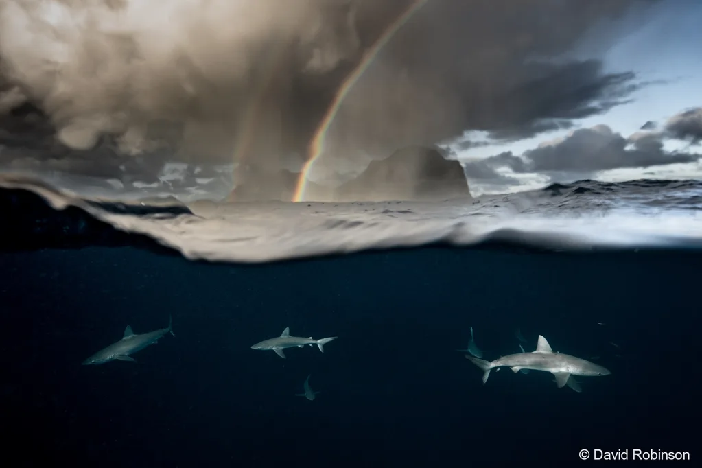 australia georgraphic nature photographer of the year