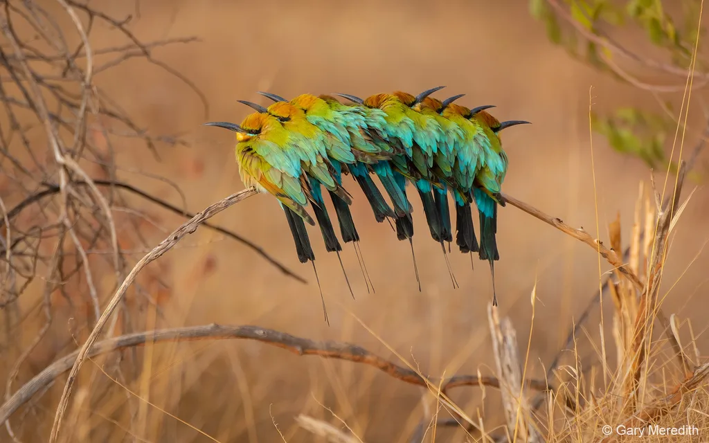 Australia geographic nature photographer of the year