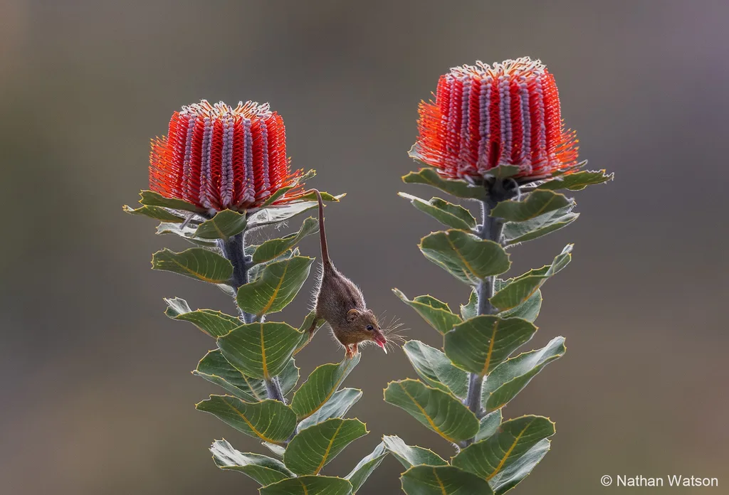 australian geographic nature photographer of the year
