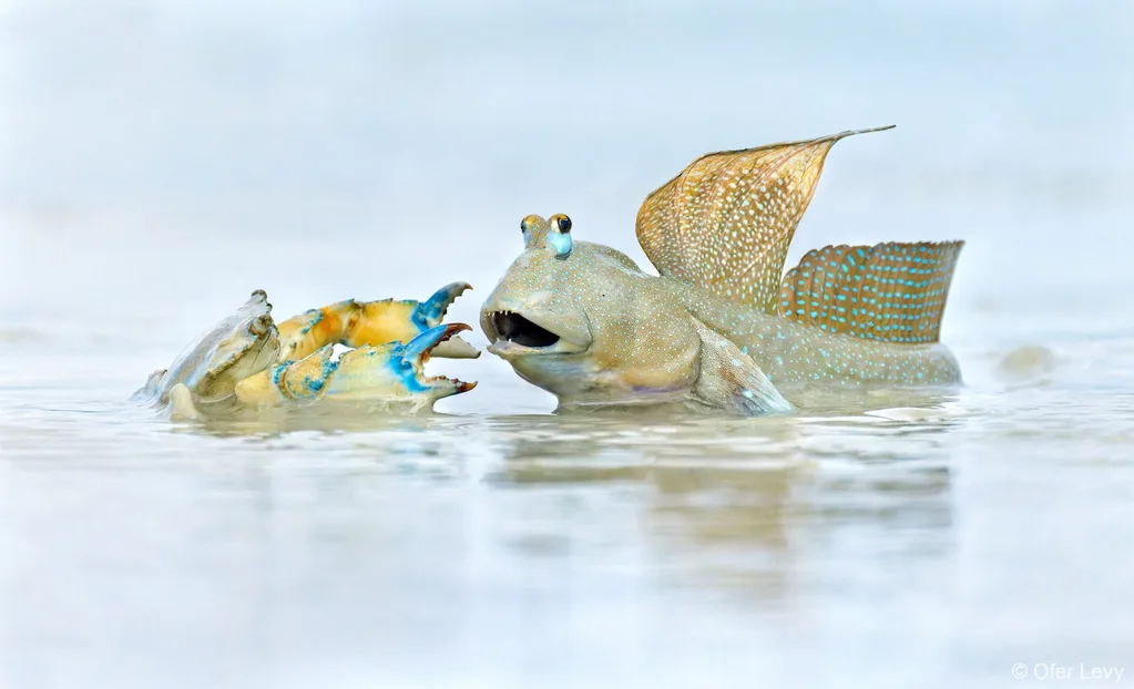 Australian gepgraphic nature photographer of the year