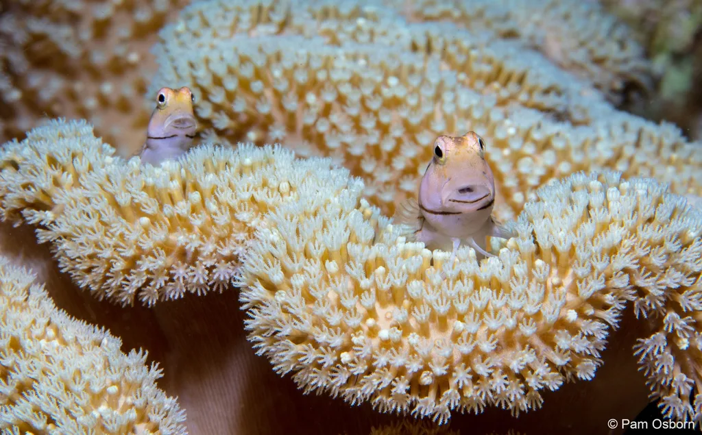 Australian geographic nature photographer of the year