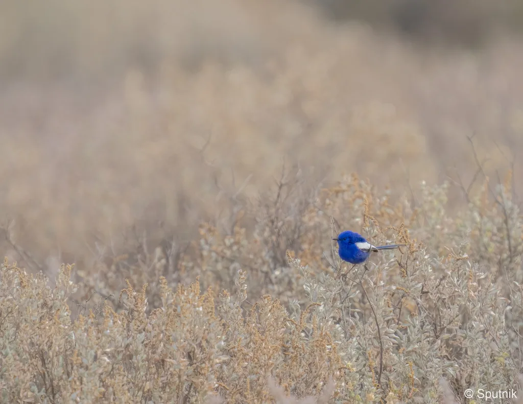 Australia geographic nature photographer of the year