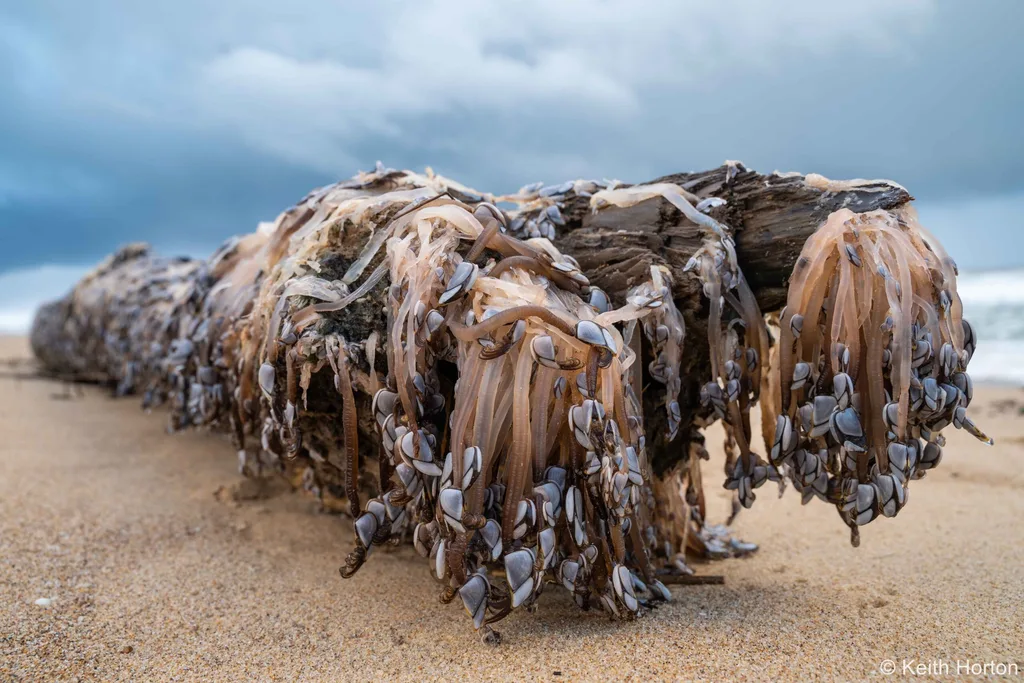 Australian geographic nature photographer of the year awards