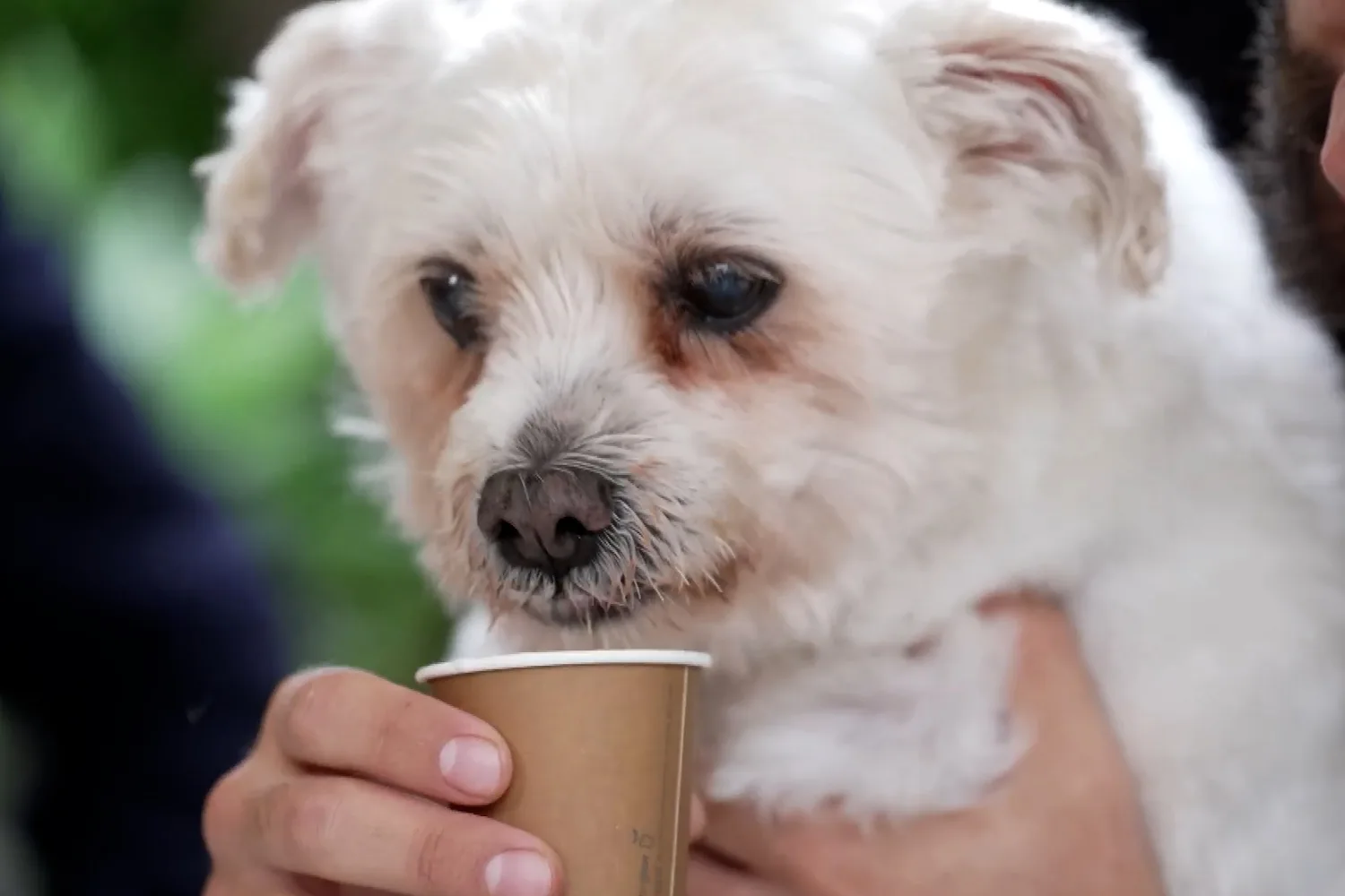 Why you should adopt an older pet