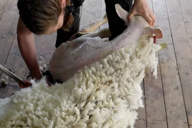 Adam meets a sheep-shearing champ