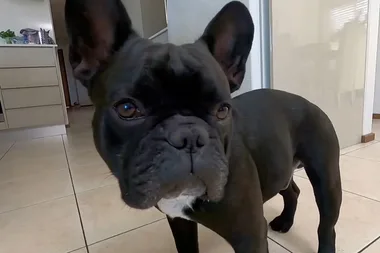 Dr Harry helps a French bulldog struggling to drink water
