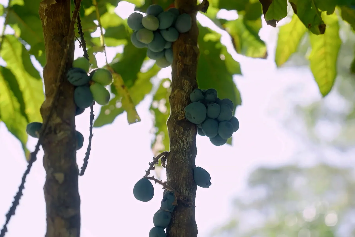 Charlie visits a macadamia farm in Byron Bay