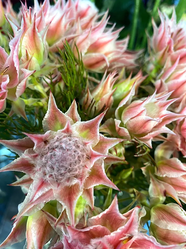 serurrias flowering with spike pink and yellow petals