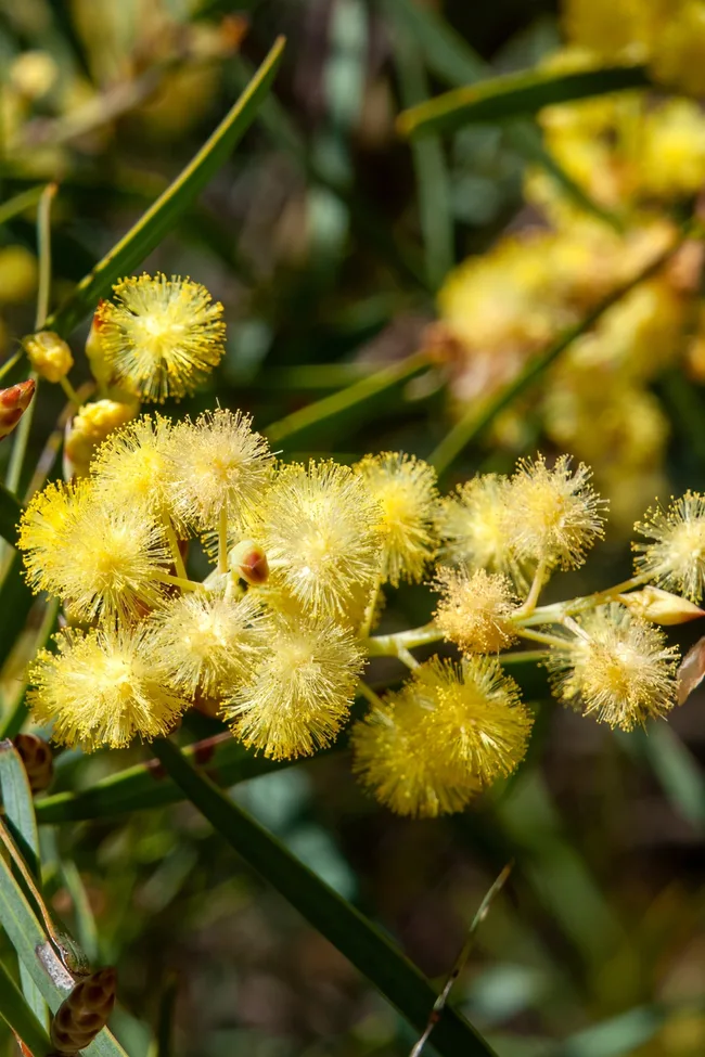 Winter Wattle flowering with bright yellow puffs and shorter spiky leaves behind