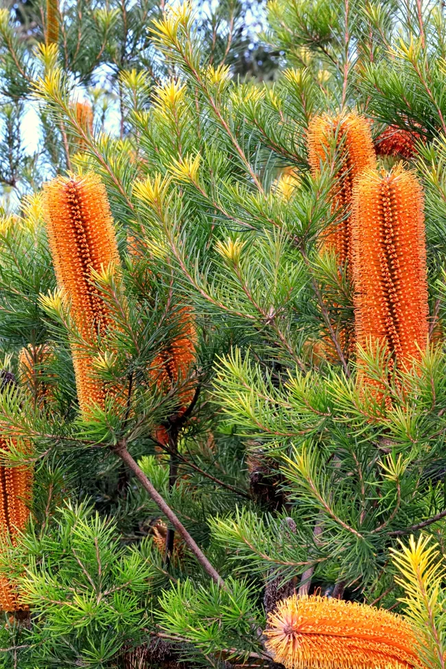 Banksia golden birthday candles as a winter flower - large cyclinder of golden and orange spikes with pine like branches surrounding