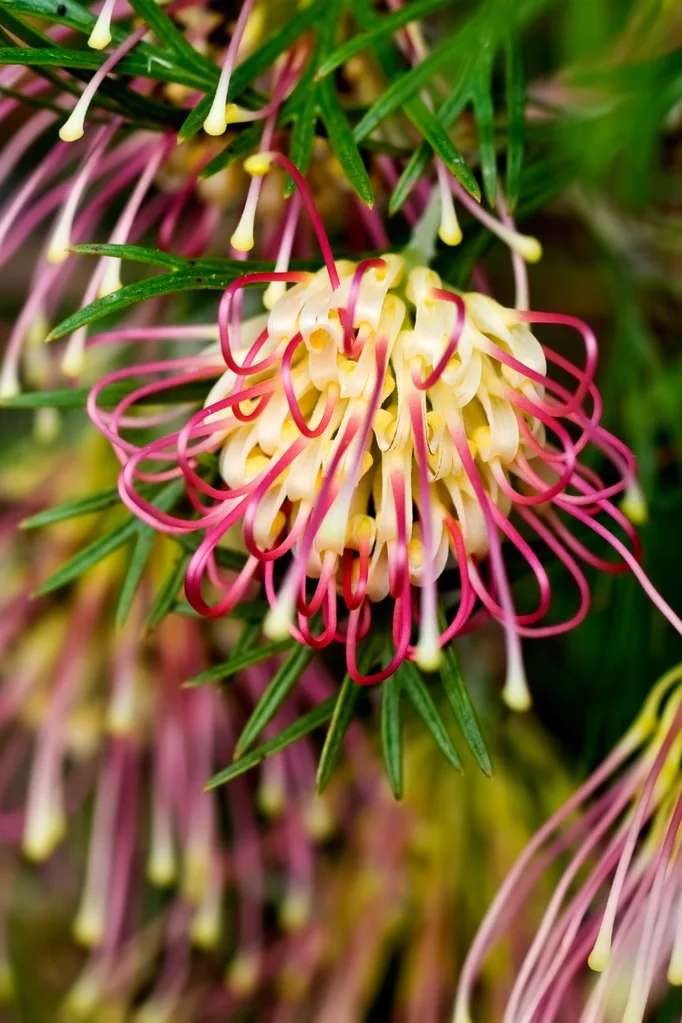 11 of the best winter flowering plants in Australia