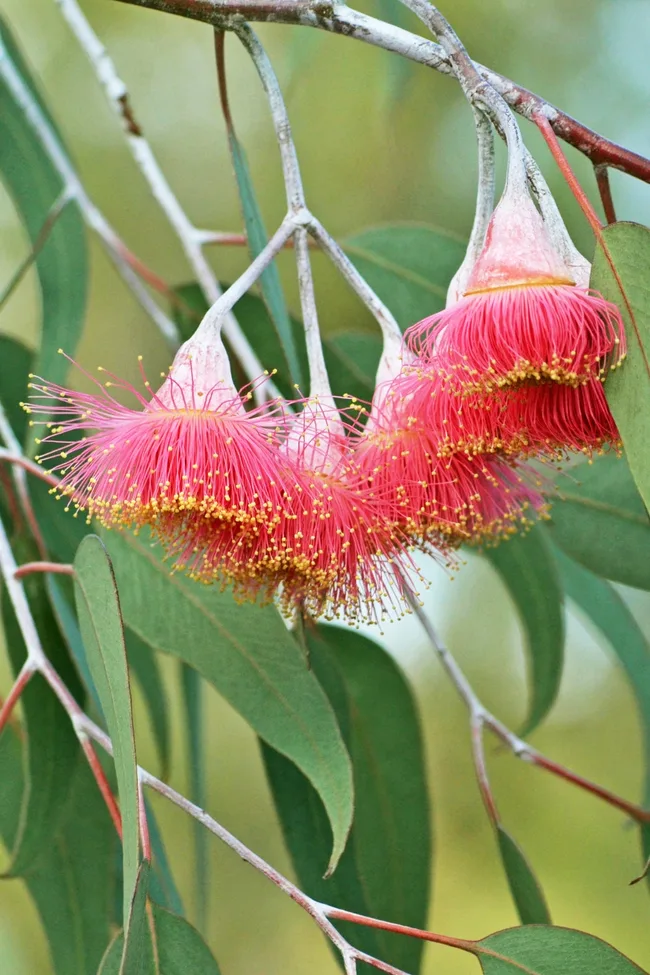 Hungry birds and insects will relish the rare winter feast of nectar.