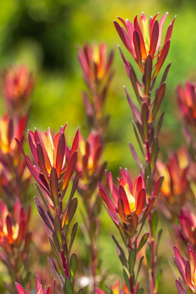Leucadendrons make beautiful flower arrangements after the bracts open to reveal cone-like flowers.
