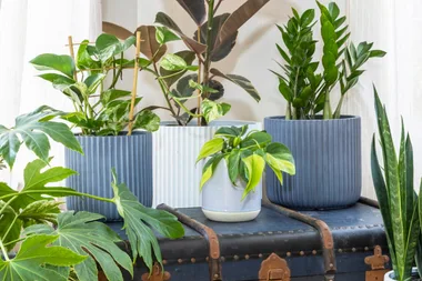 How to choose the right low maintenance plants for each room in your home