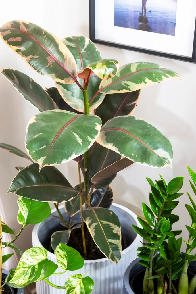 Rubber plant