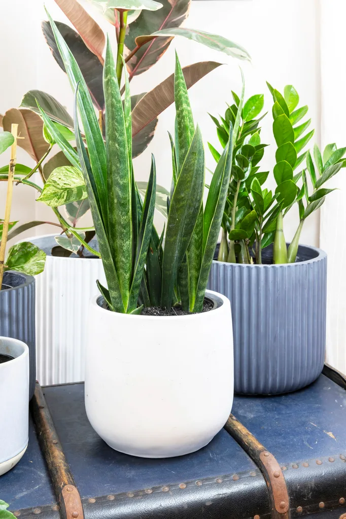 sansevieria