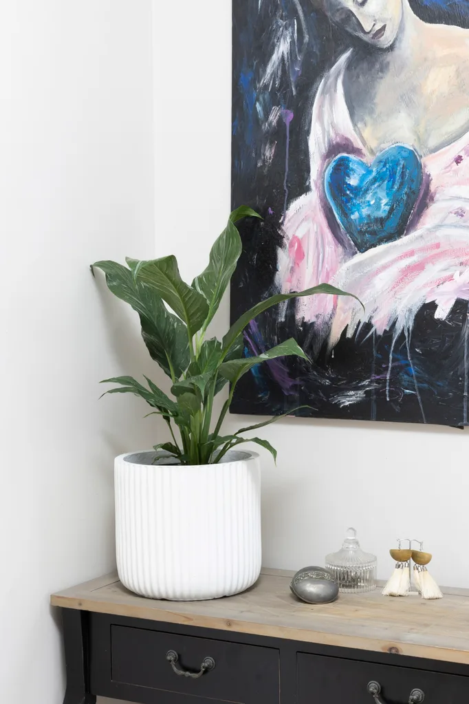 Philodendron