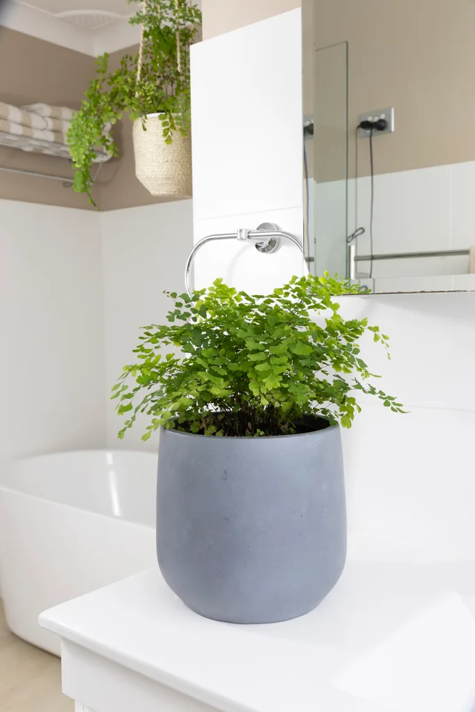 Maidenhair fern