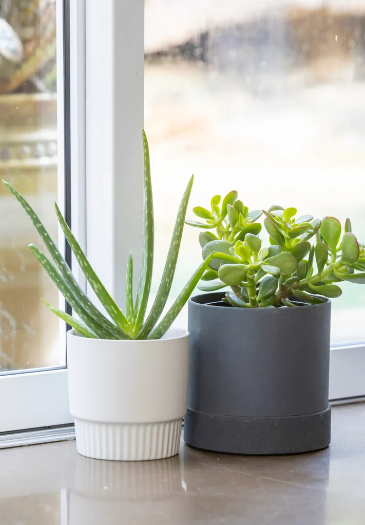 Succulents