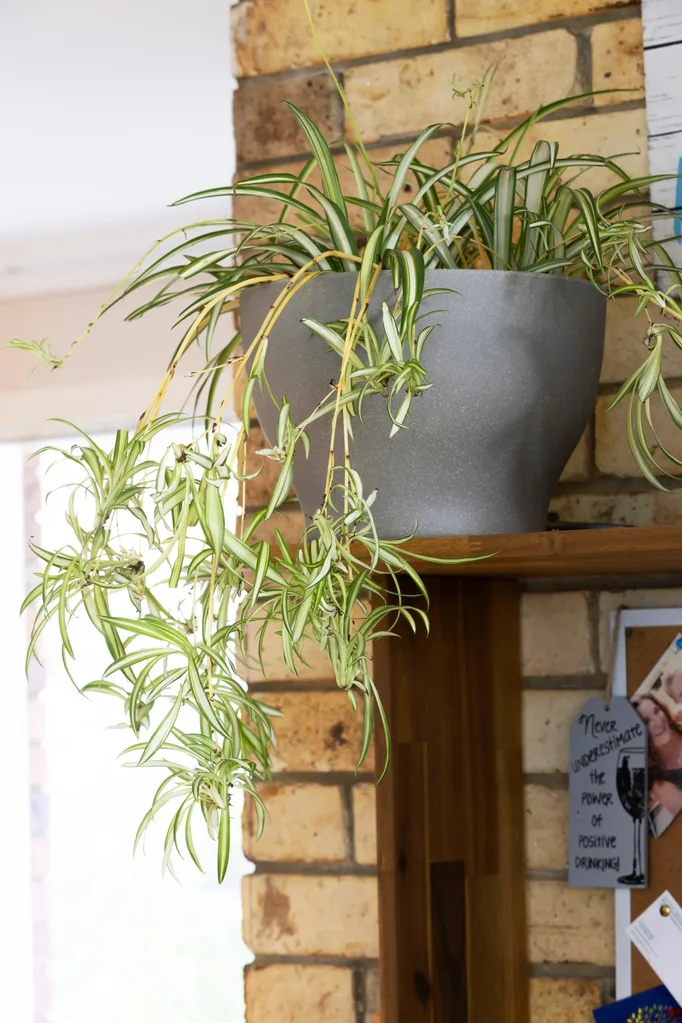 Spider plant
