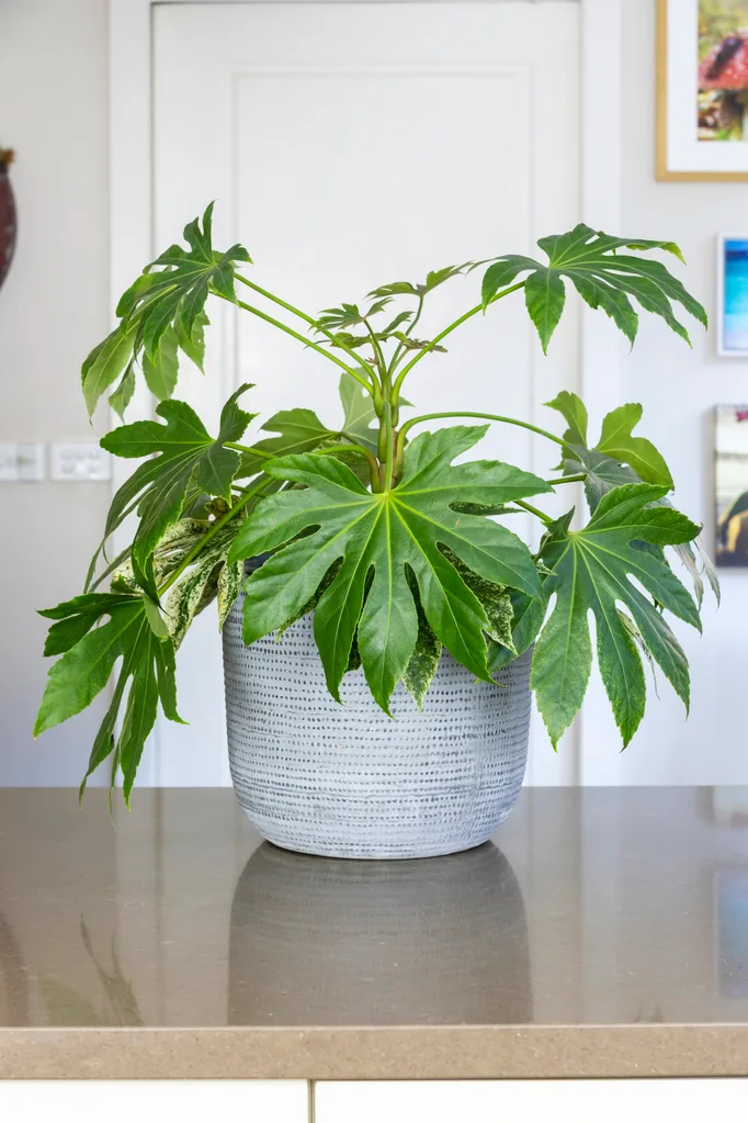 Cast-iron plant