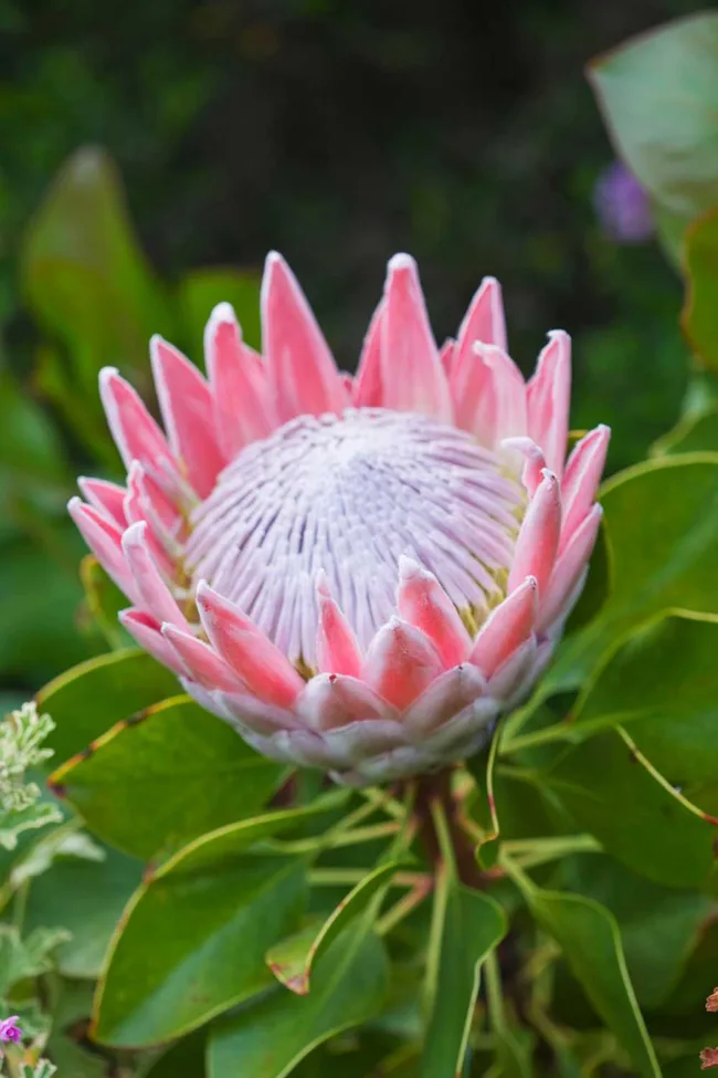 protea winter flower with large pink spiky petals and big centre