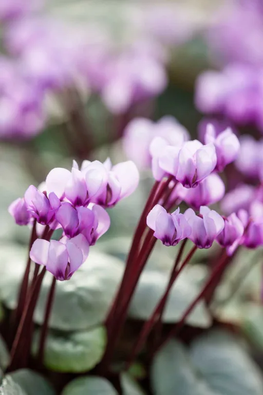 11 of the best winter flowering plants in Australia